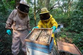 As abelhas são polinizadoras essenciais para a biodiversidade e a produção de alimentos, desempenhando um papel crucial na manutenção dos ecossistemas.